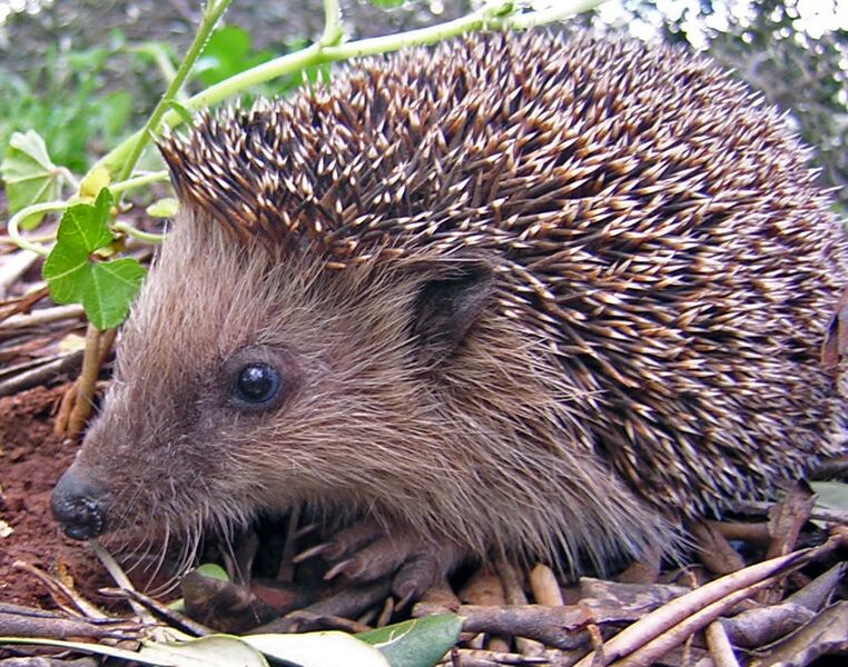 File:Igel.JPG