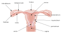 Thumbnail for version as of 00:59, 19 May 2026