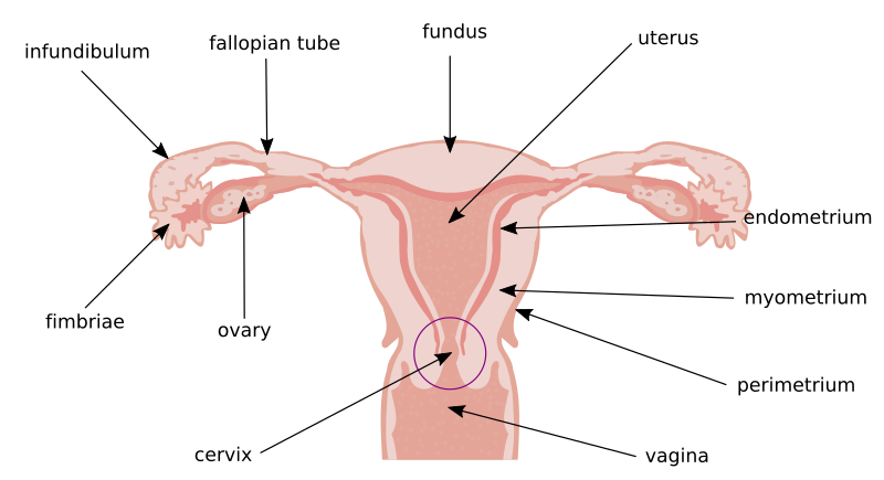 File:Illu cervix.svg