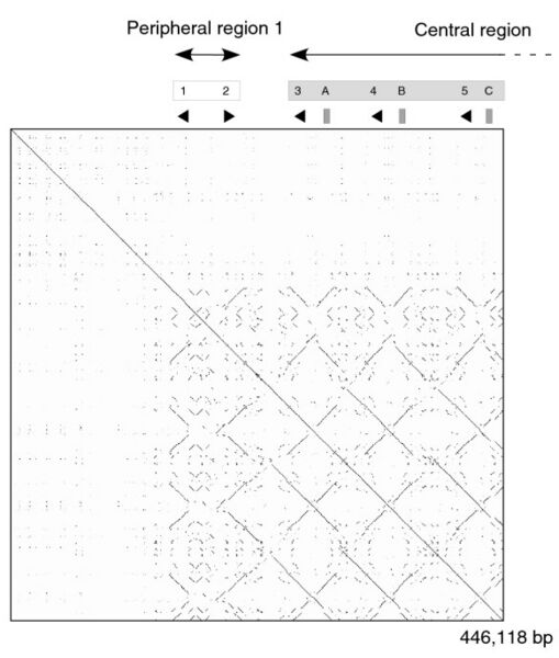File:Mup locus showing DNA repeats.jpg