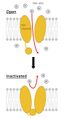 Sodium Channel Open and Closed