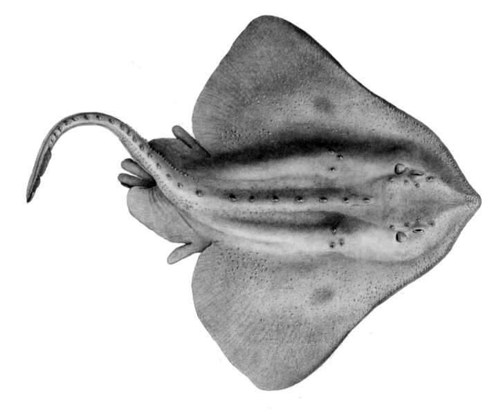 File:Amblyraja hyperborea1.jpg