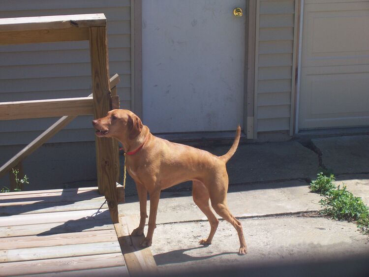 File:Brown dog barking.jpg