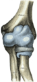 Bones of the right arm. Anterior aspect.