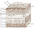 Illustration of stomach layers