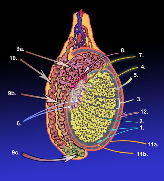 File:Testicle-Revised.jpg