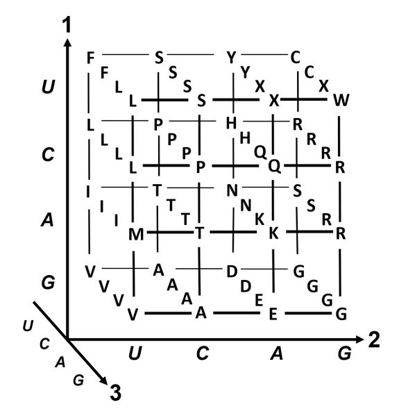 File:3D Genetic Code.jpg