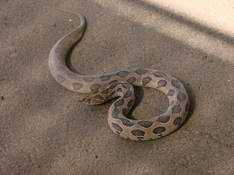 File:Daboia russelii A Chawla01.jpg