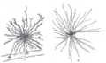 Thumbnail for version as of 17:28, 18 May 2026