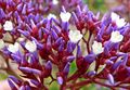 Limonium perezii