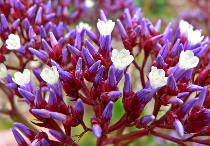 File:Limonium perezii 3.jpg