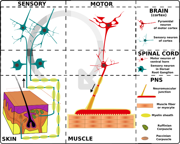 File:Nervous system organization en.svg