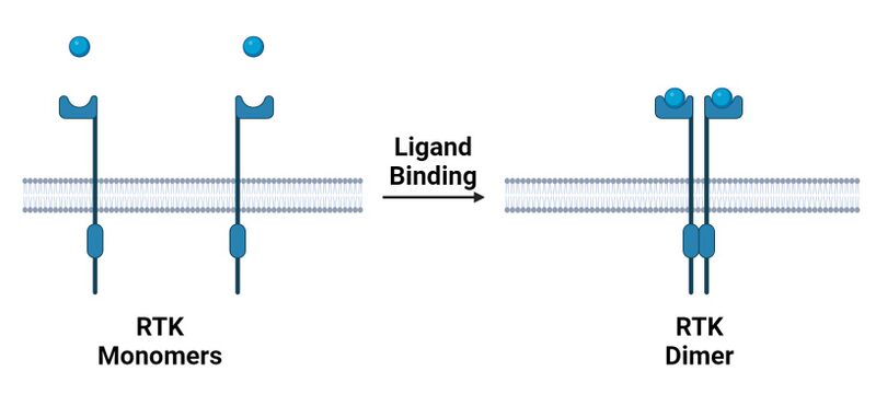 File:Receptor Tyrosine Kinase Dimerization.jpg