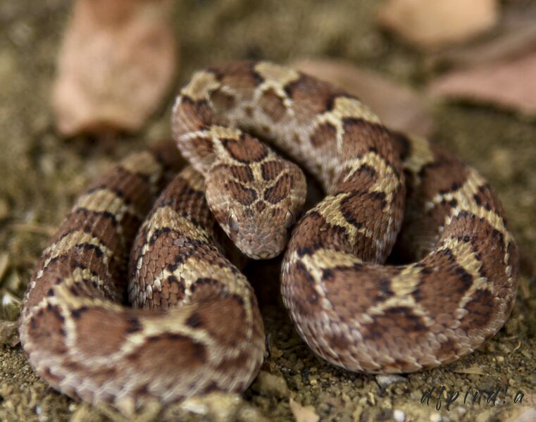 File:Saw-scaled-viper.jpg