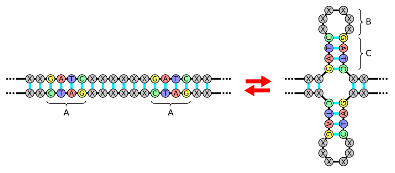 File:DNA palindrome.svg