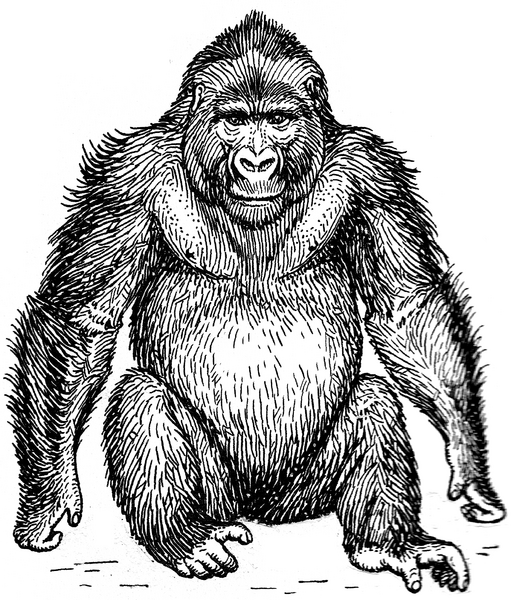 File:Gorilla 2 (PSF).png