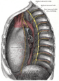 Diagram of the aorta