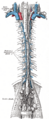 Gray's Anatomy illustration of lymphatic vessels