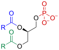 Phosphatidate skeletal structure