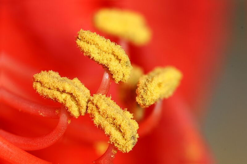 File:2012-04-03 16-43-53-amaryllis-sp.jpg