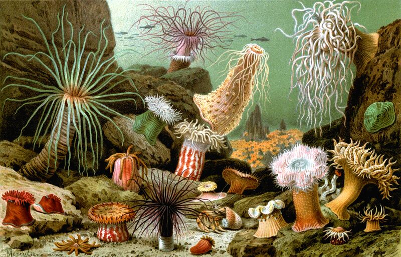File:Actiniaria.jpg
