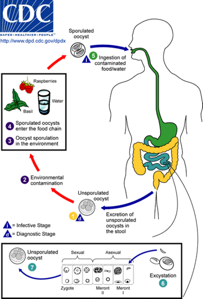 File:Cyclospora LifeCycle.png