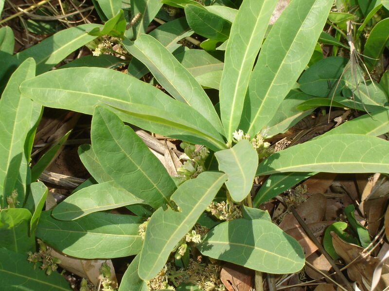 File:Gifblaar.jpg
