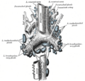 Gray's anatomy illustration of the trachea.