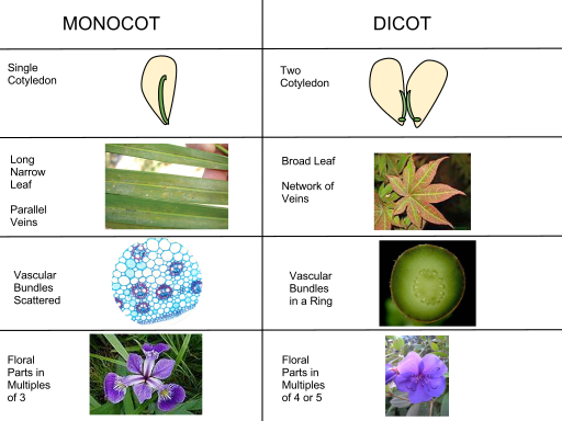 File:Monocot vs Dicot.svg