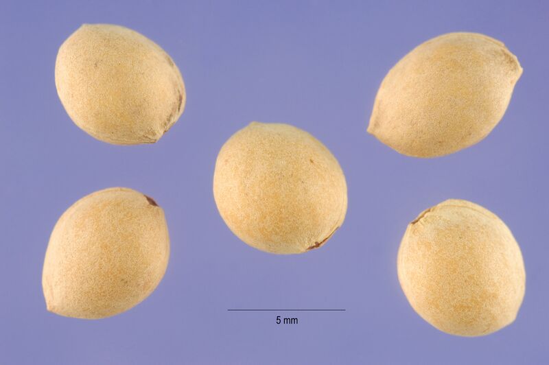 File:Prma 002 shp (Prunus mahaleb).jpg