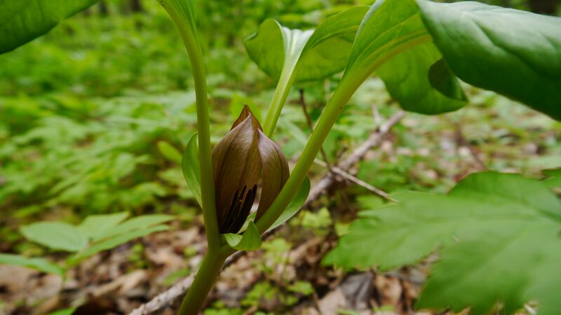 File:Trillium petiolatum- Washington.jpg