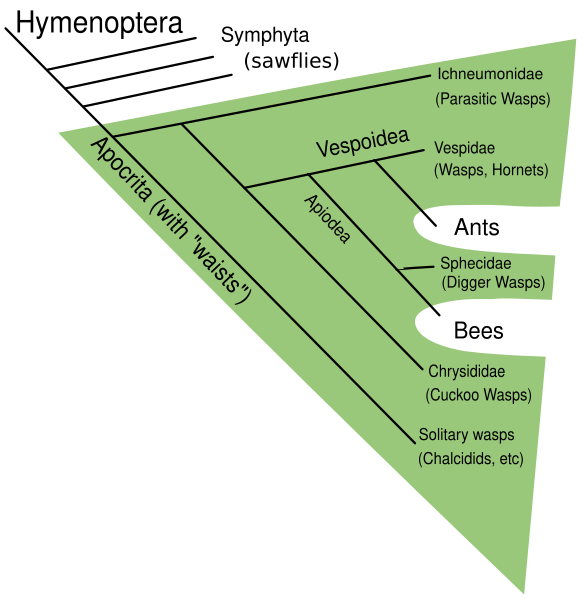 File:Wasps are Paraphyletic.svg