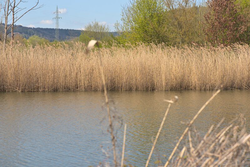 File:20210417 Phragmites australis 02.jpg