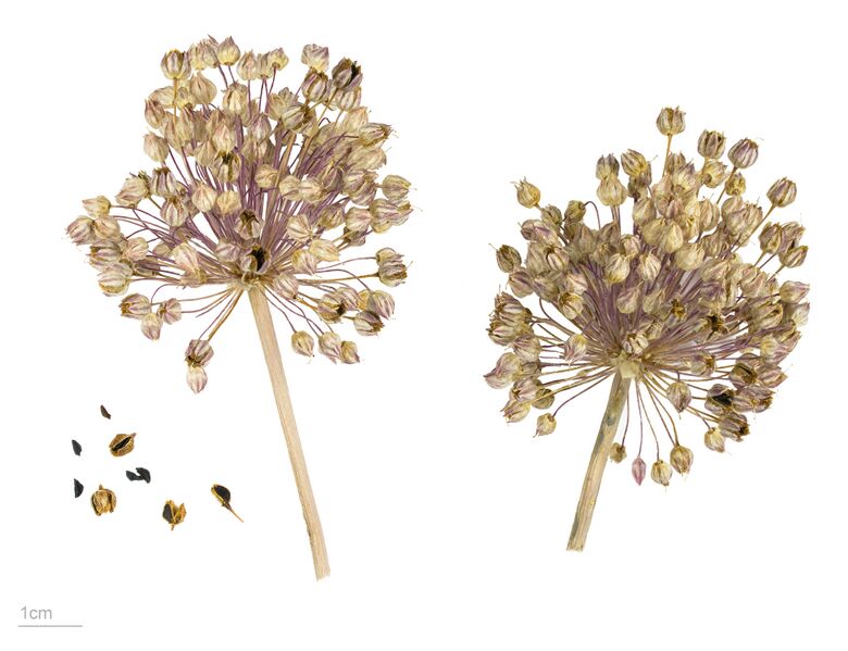 File:Allium ampeloprasum MHNT.BOT.2006.46.12.jpg
