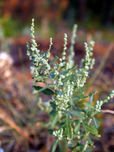 File:Chenopodium berlandieri NPS-1.jpg