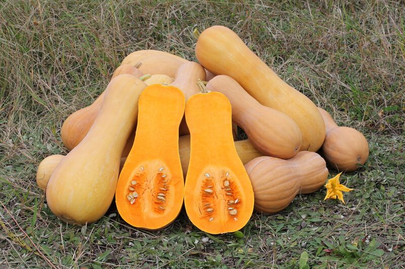 File:Cucurbita moschata Butternut 2012 G2.jpg