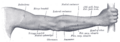 Thumbnail for version as of 17:28, 18 May 2026