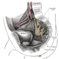 Inferior gluteal artery