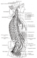 Gastric plexuses