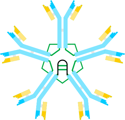 File:IgM scheme.svg