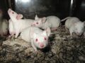Amelanistic Lab Mice