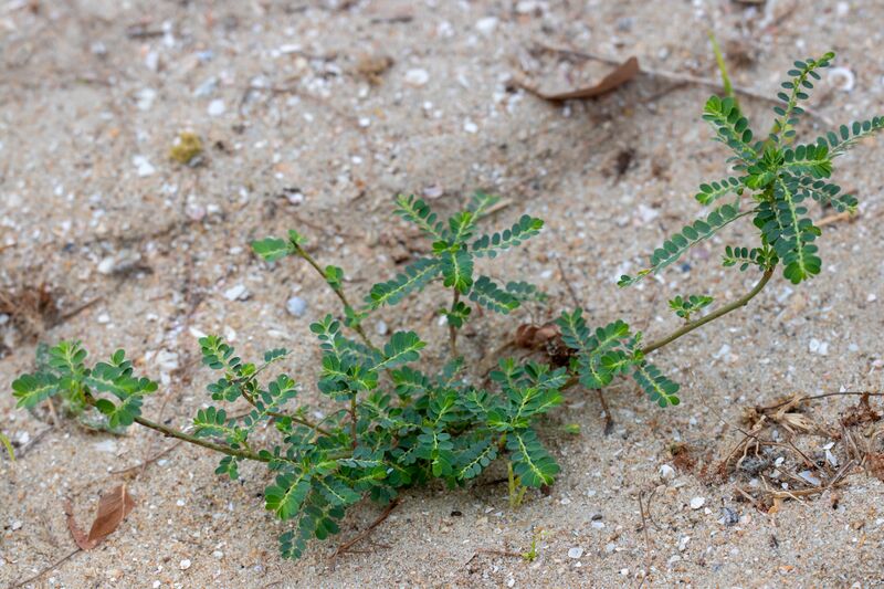 File:Phyllanthus amarus 257290771.jpg