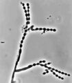 Thumbnail for version as of 03:19, 5 June 2026