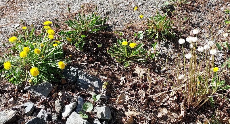 File:Dandelion and Coltsfoot.jpg