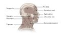 Illustration of head and neck muscle