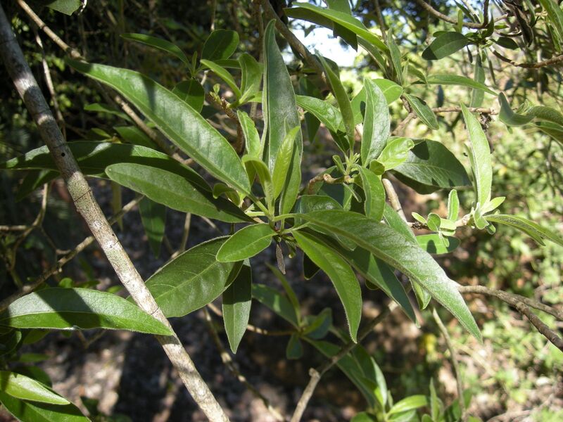 File:Alstonia constricta leaves.jpg