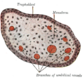 Trophoblast
