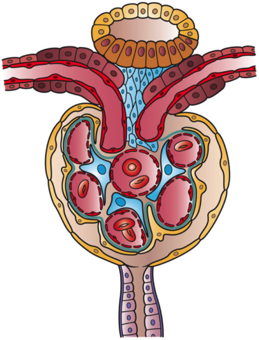 File:Kidney Nephron Cells.png