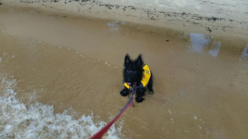 File:Scottie Pup Learning to Swim.jpg