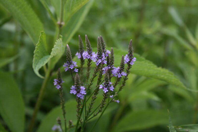 File:Verbena hastata.JPG